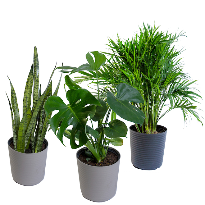 DEVRY GREENHOUSE Assorted Tropical Plants - 10-in Pot TR10 | RONA