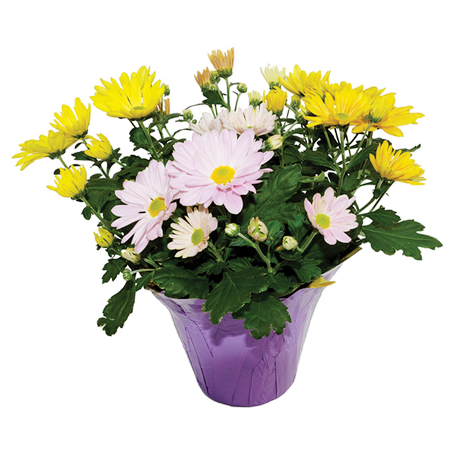 Easter Mum - 6" - Assorted Colours