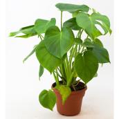 Tropical Plant Assorted 14-in