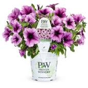 Annuelles assorties Proven Winners en pot de 4,25 po