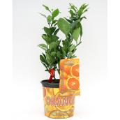 Citrus Plant - 3-gal. - Assorted