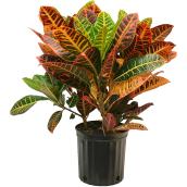 Bayview Flowers Croton Plant in 10-in Pot - Variegated