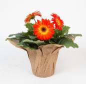 Gerbera in 4.5-in Pot - Assorted Colours