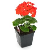 Devry Greenhouse - Assorted Geranium - 3.5-in Grower Pot