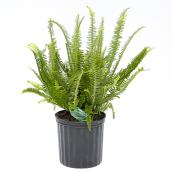 Devry Greenhouse Kimberly Fern - 10-in Grower Pot