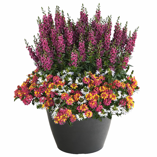 Fernlea Flowers Planter of Assorted Summer Annual Flowers  - 11-in Pot