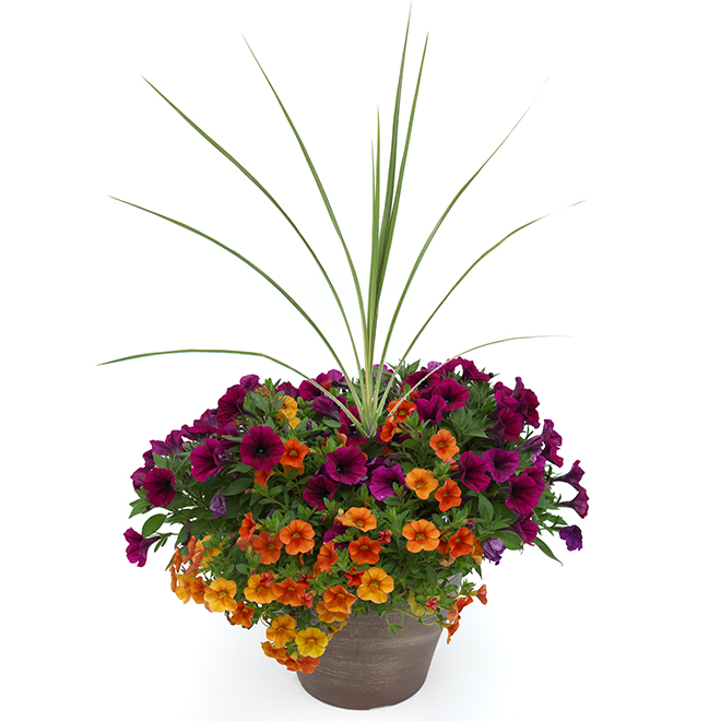 Fernlea Flowers Planter of Assorted Summer Annual Flowers  - 11-in Pot