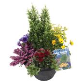 Arrangement floral avec conifère, jardinière décorative de 11 po, couleurs assorties