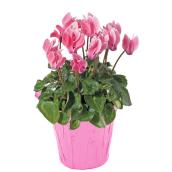 Cyclamen in 4-in Pot - Assorted Colours