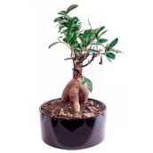 Bonsai in a 6-in Ceramic Pot - Assorted