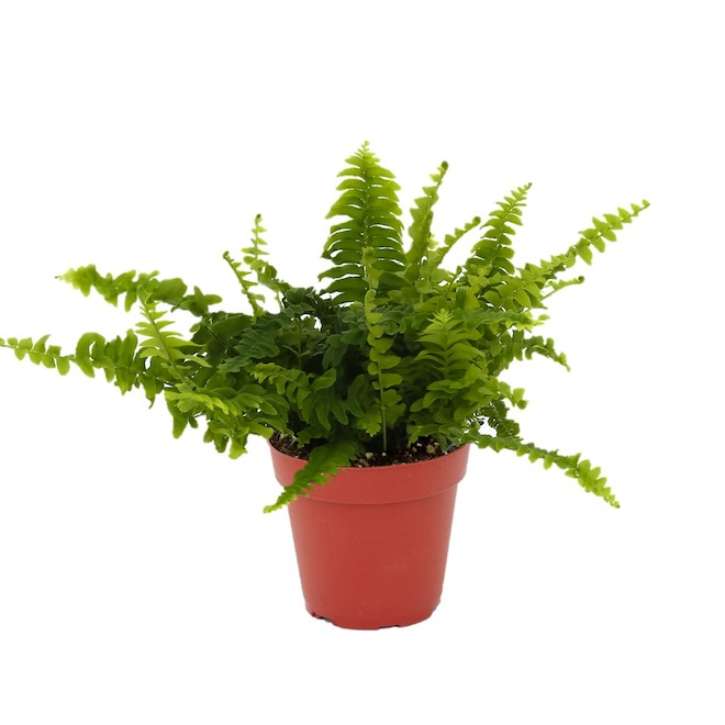 Devry Greenhouse Ferns in 4-in Pot - Assorted