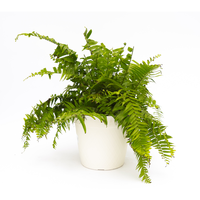 Devry Greenhouse Ferns in 4-in Pot - Assorted