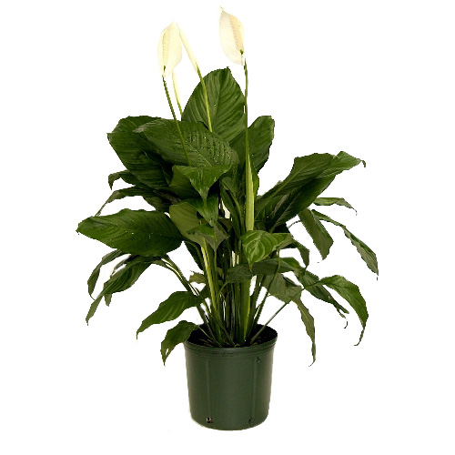 6-in Spathiphyllum (60SPAL)