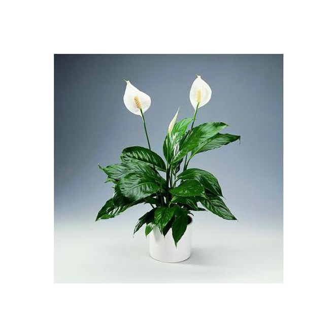 6-in Spathiphyllum (60SPAL)