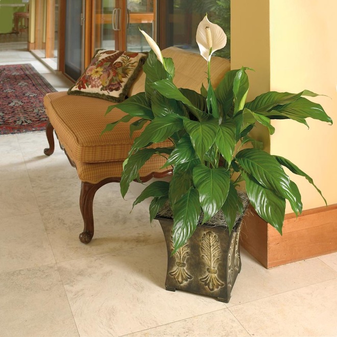 6-in Spathiphyllum (60SPAL)