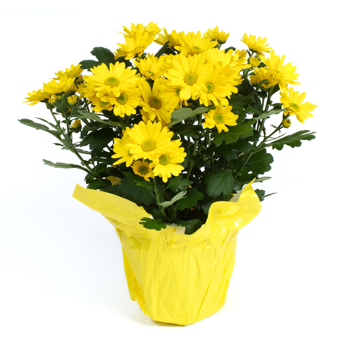 Chrysanthemums in 4-in Pot - Assorted Colours