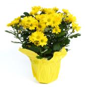 Chrysanthemums in 4-in Pot - Assorted Colours