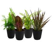 Assorted Foliage in 4-in Planter