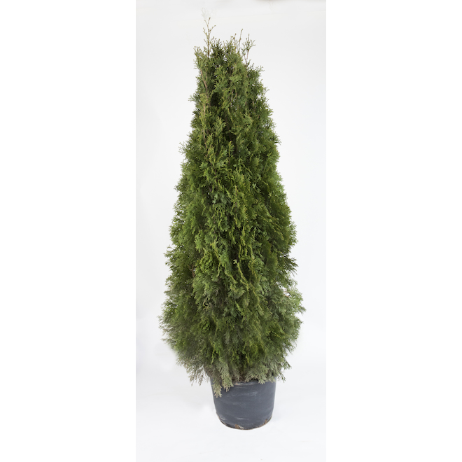 DEVRY GREENHOUSE Emerald Cedar - 5-6-ft in 7-gal Pot DNCE56
