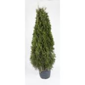 Emerald Cedar - 5-6-ft in 7-gal Pot