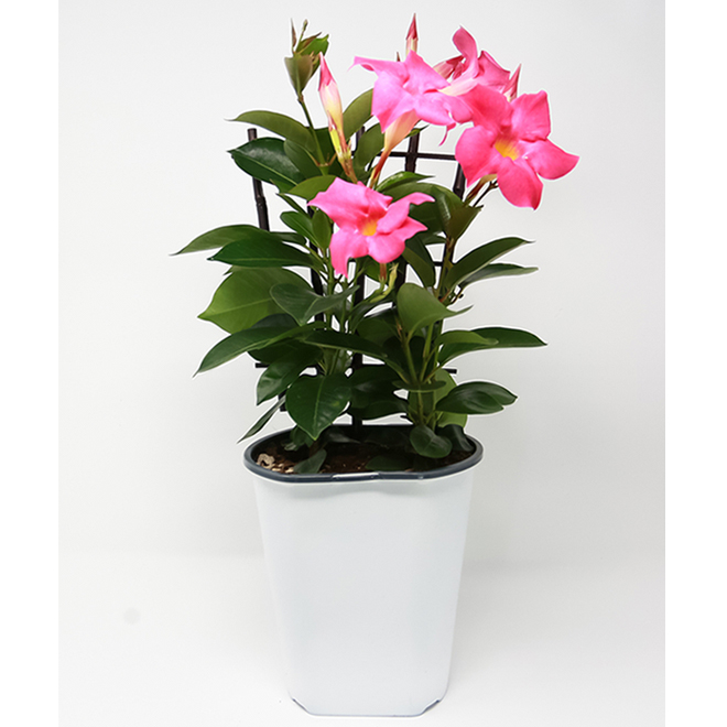 Devry Greenhouse Mandevilla on a Trellis - 10-in Pot - Assorted