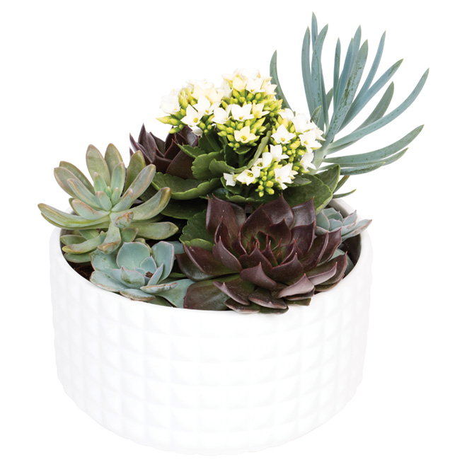 Devry Greenhouse - Succulents - 9-in Bowl - Assorted LI9SUB | RONA