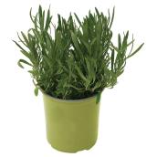 Plant de légumes ou fines herbes, 1 gal, assorti