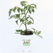 Plant de légumes ou fines herbes, 1 gal, assorti