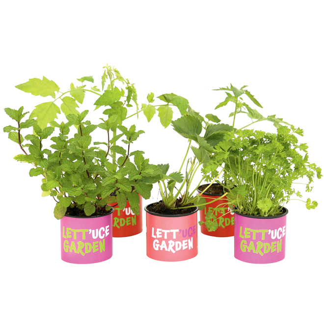 Fine Herb Plant - 4-in - Assorted
