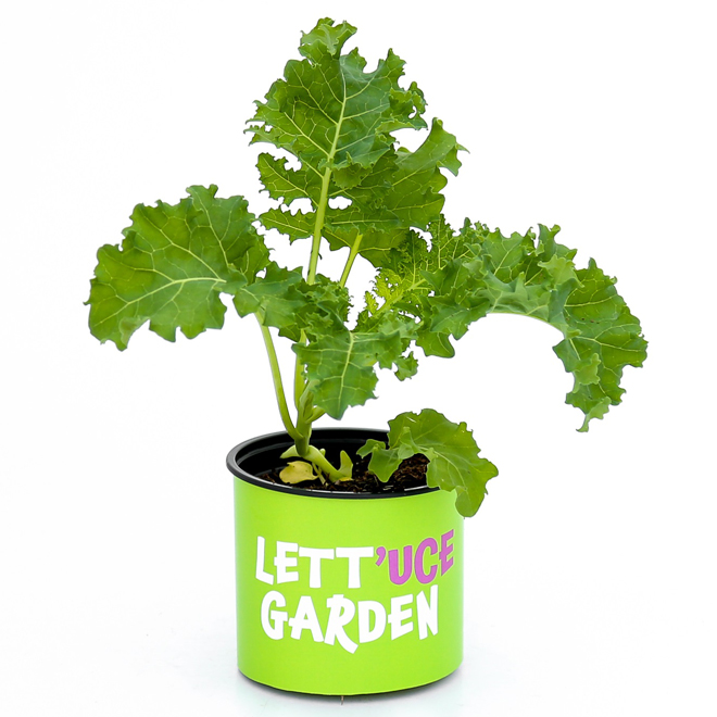 Assorted Vegetable Plant - 4-in