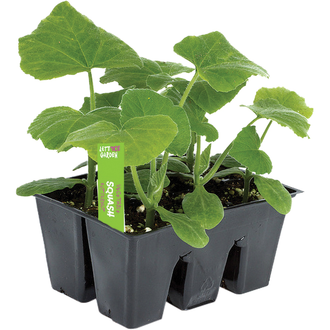 Devry Greenhouse Set Of 6 Vegetable Seedlings Assorted V6pkveg Rona 5659