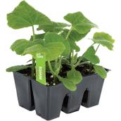 Set of 6 Vegetable Seedlings - Assorted