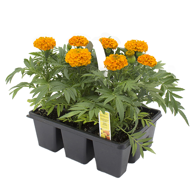 Plantes annuelles assorties pour plates-bandes, paquet de 9