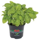 Assortiment de fines herbes Devry Greenhouse, pot de culture de 6 po