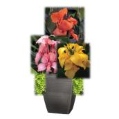 Devry Greenhouse Canna Lily in 11-in Decorative Pot - Assorted Colours