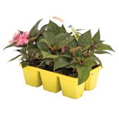 Devry Greenhouse - Assorted Sunpatiens - 6/Pack