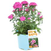 Assorted Annuals - 8-in Pot