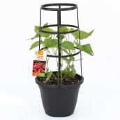 Plant de légumes avec support, pot de 10 po, assorti