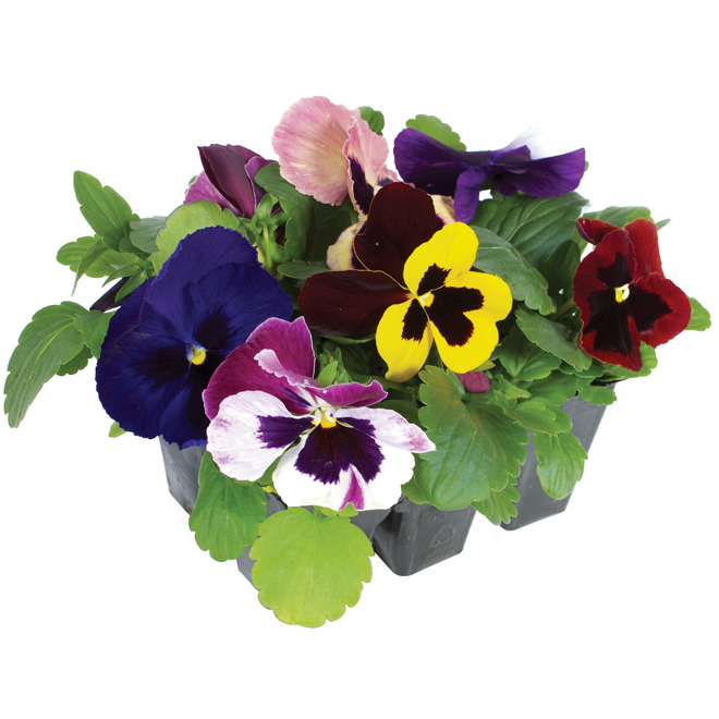 Assorted Pansies - 6/Pack