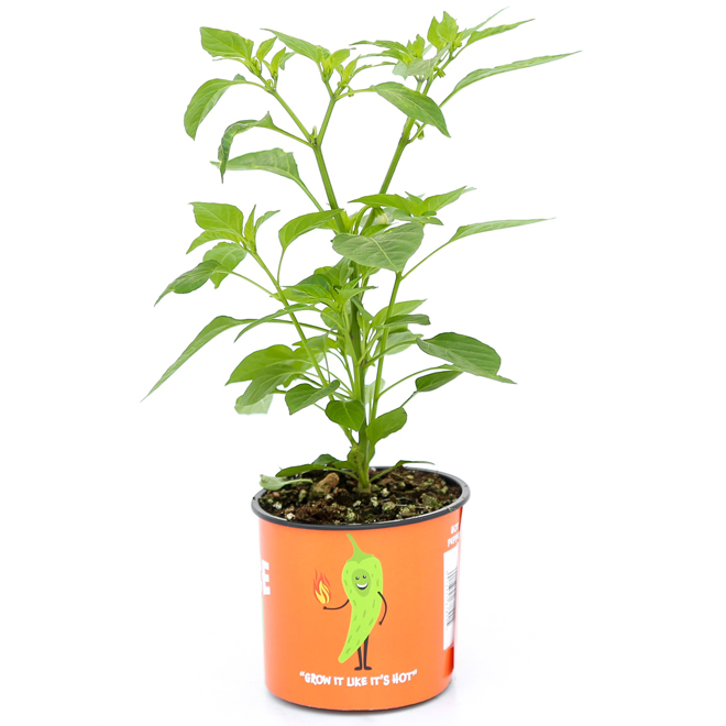Assorted Hot Pepper in 4-in Pot