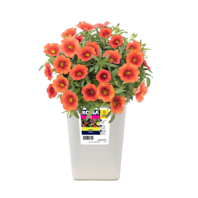 Assorted Calibrachoa - 1 qt Pot