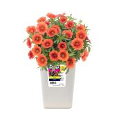 Assorted Calibrachoa - 1 qt Pot