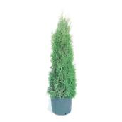 Brandon Cedar - 3-Gallon Pot