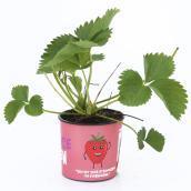 Fraisier en pot de 4 po, assorti