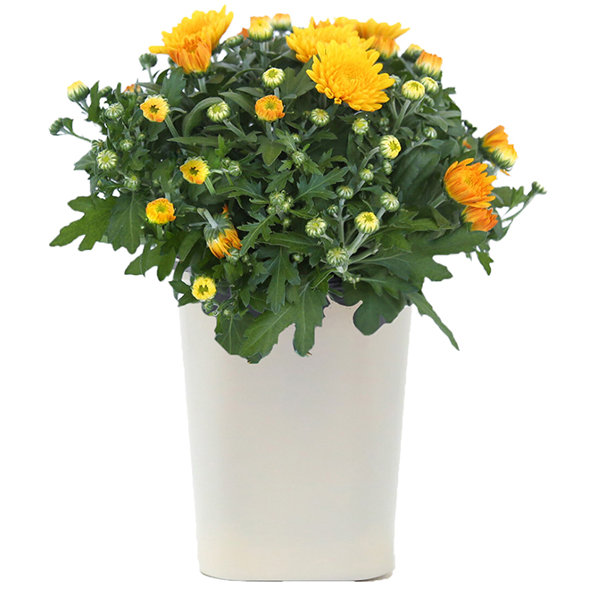 Fall Mums - 1-L - Assorted Colours FGTM4 | RONA