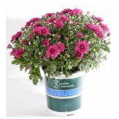 Fall Mums - 1-gal.- Assorted Colours