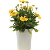 Fall Flowering Plants - Assorted - 1-Gallon Container