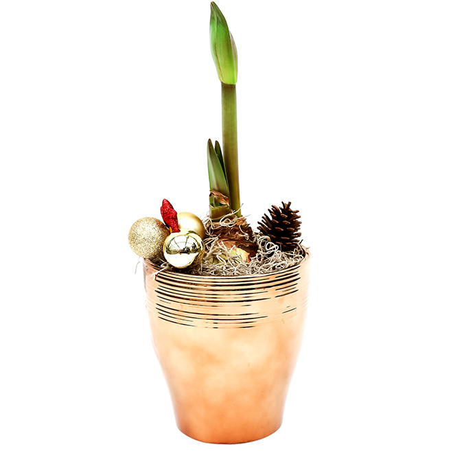 Holiday 6-in Amaryllis Arrangement Decorative Planter