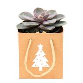 Devry Greenouse 5-in Christmas Succulent Decorative Pot