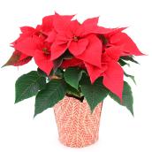 Devry Greenhouse 5-in Poinsettia Grower Pot Assorted